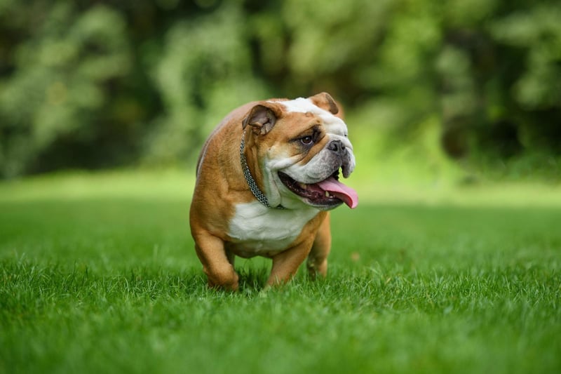 Breeds of dogs that have flat faces are referred to as being brachycephalic and the Bulldog falls into this category. They have narrow nostrils and airways meaning they can find it hard to breathe properly when they get too hot - so overheat further. If it's hot outside, skip taking that extra walk with your Bulldog.