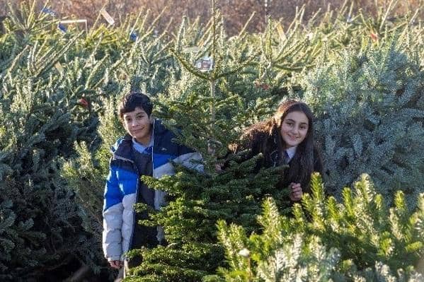 Schools and nurseries across the Forth Valley area received a free tree from Dobbies 
(Picture: Submitted)