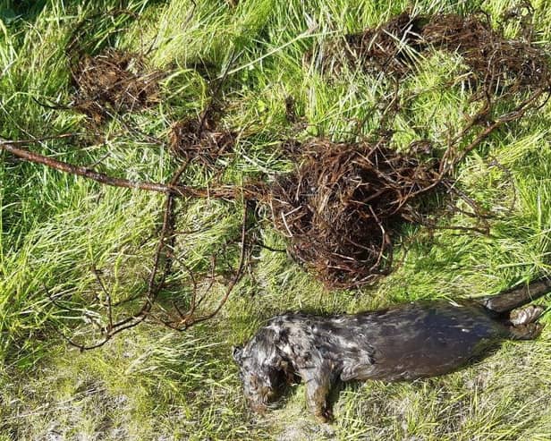 The otter was found strangled by fishing line in the reservoir at Tweedsmuir in the Scottish Borders