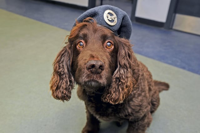 Squadron mascot Cadet Harvey, a spaniel dog.
