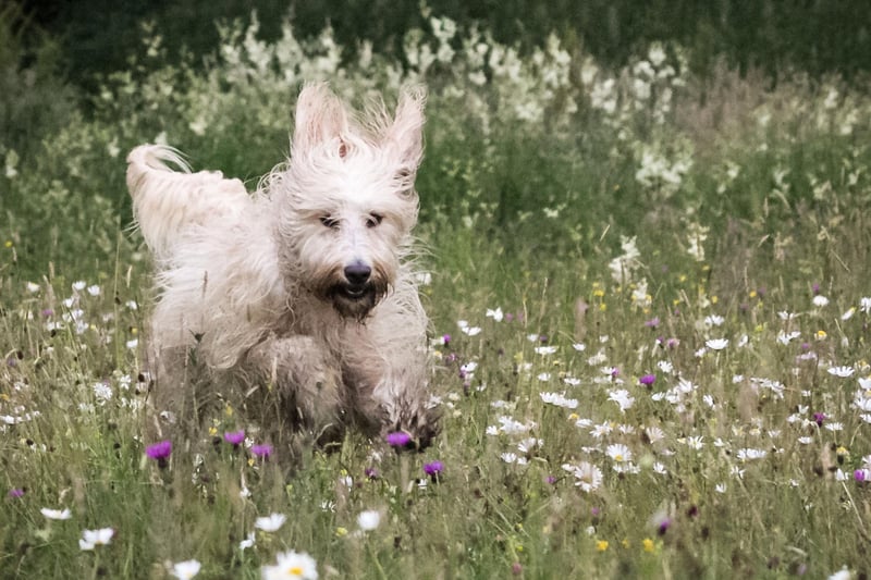 Australian Wally Conron has taken credit for coming up with the name 'Labradoodle' in 1989. He wasn't a fan of the crossbreed though, being of the opinion that healthy Labradoodles were "few and far between".