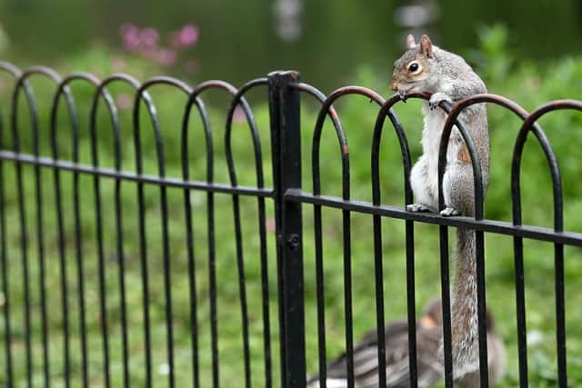 Squirrels are just as important as humans (Picture: Glyn Kirk/AFP via Getty Images)