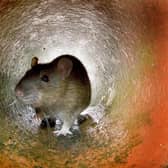 Around 16,000 Falkirk Council tenants are now able to access a rat control service but there are calls to extend it to all residents. Pic: Getty Images