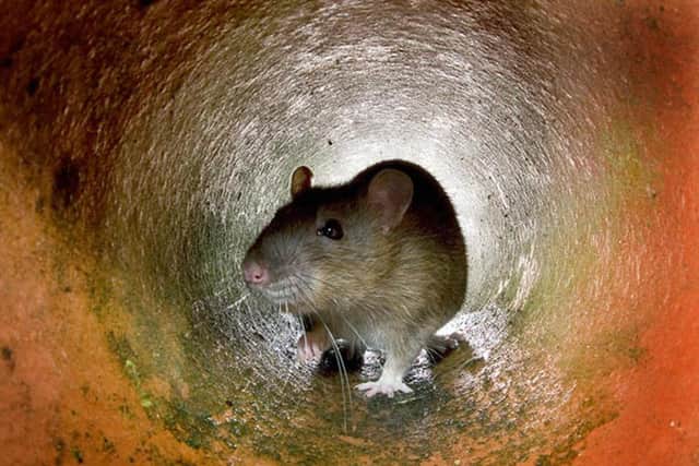 Around 16,000 Falkirk Council tenants are now able to access a rat control service but there are calls to extend it to all residents. Pic: Getty Images