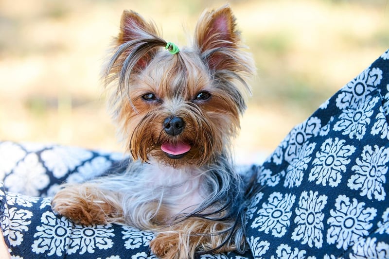 Small dogs tend to live longer than large dogs, so it's no surprise to see the tiny Yorkshire Terrier coming second in this list with an average lifespan of 12.54 years.