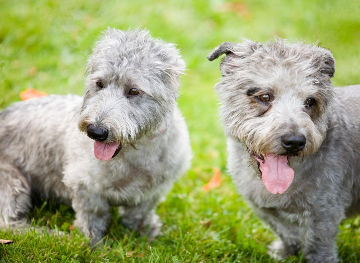 The 11 most popular breeds of adorable Terrier in the UK as dog registrations soar by nearly 40 per cent in a year