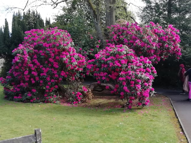 In full bloom - Dollar Park (Pic: Danny Pace)