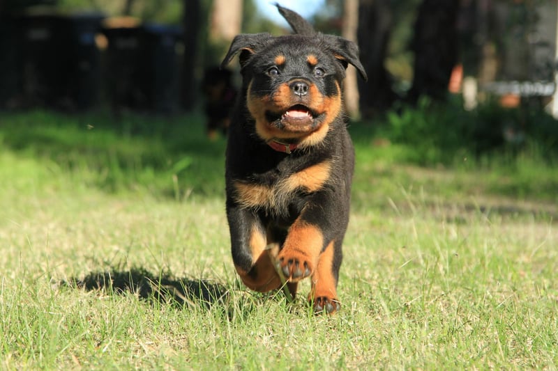 A breed that has at times been unfairly labelled as aggressive, there were 2,874 registrations of gentle and noble Rottweilers in 2021.