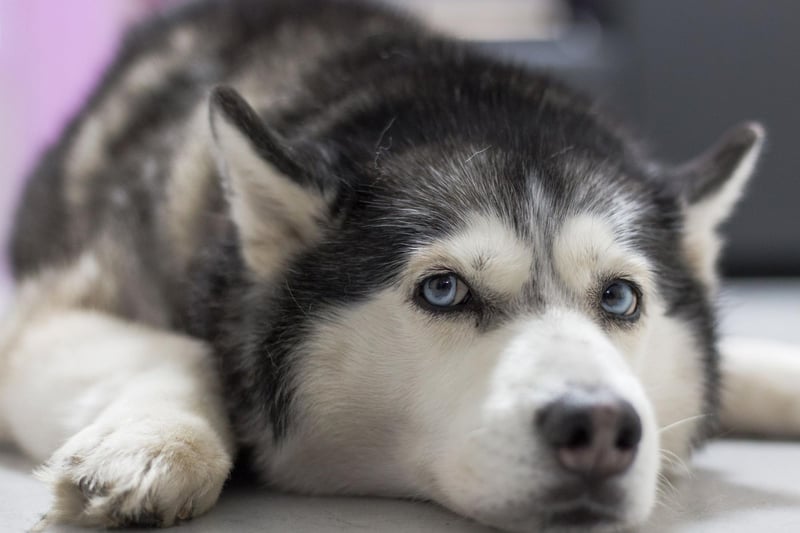 The Siberian Husky is not a breed for a novice dog owner. They are intelligent and playful but can get belligerent, rowdy and destructive - particularly if they don't get the huge amount of exercise they need or if their owner doesn't fully assert their dominance. This problematic behaviour can unfortunately include biting.
