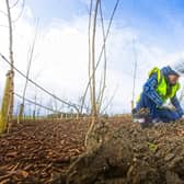 Winchburgh Community Grower Lynne Sutherland hard at work planting trees at Auldcathie Park.