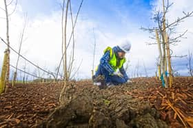 Winchburgh Community Grower Lynne Sutherland hard at work planting trees at Auldcathie Park.