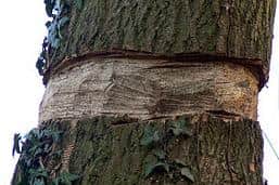 Ring barking - the removal of strips of bark around the entire circumference of the trunk - will effectively kill a tree over time