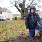 Stewart Johnston ahead of its planting today. The King tree has been verified as being between 300 and 400 years old (Pic: Michael Gillen)