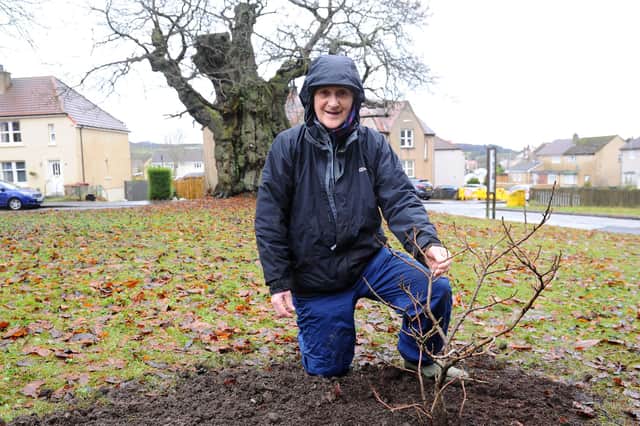 Stewart Johnston ahead of its planting today. The King tree has been verified as being between 300 and 400 years old (Pic: Michael Gillen)