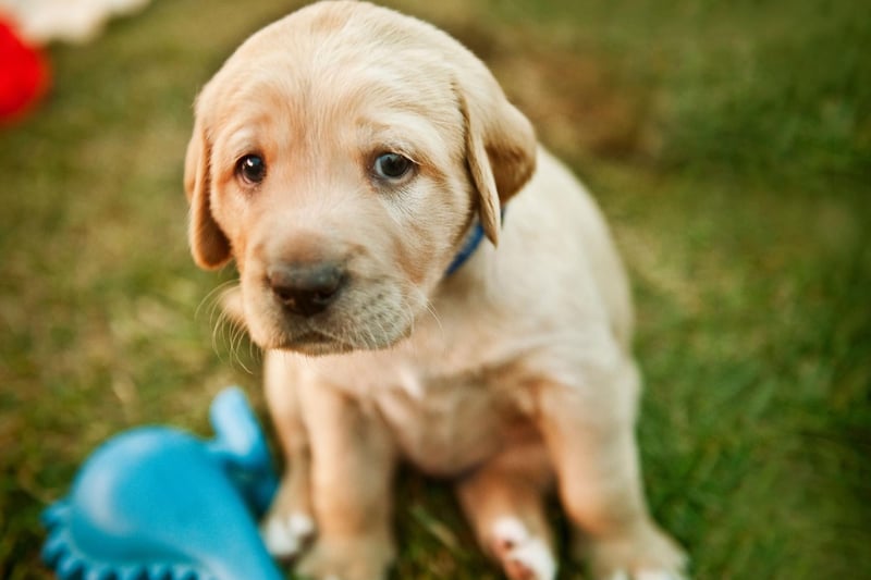 The most popular dog in the UK is also prone to loneliness - if your Lab is suddenly barking and chewing then you may need to spend more time with them.