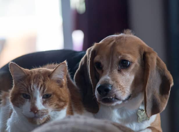 The two most popular pets in Britain don't always have to fight like cat and dog.
