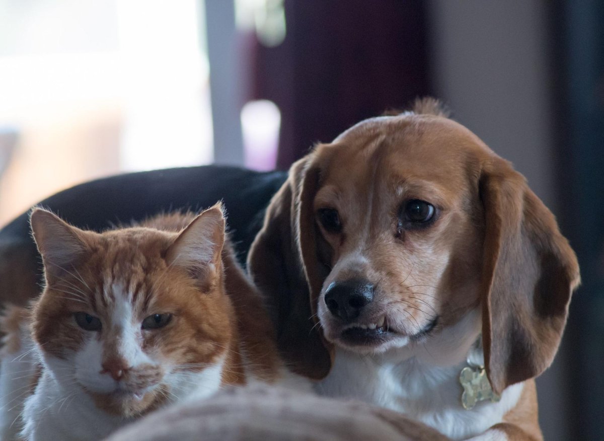 Do Beagles Get Along With Cats
