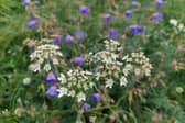 A wild patch for hedgehogs and wildlife.
