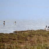Kinneil Lagoons - the most important waterbird high tide roost within the Inner Forth (Pic Michael Gillen)