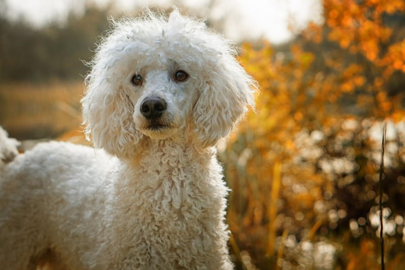 With 209 credited screen roles, the charismatic poodle comes third on our list. Notable screen appearances include in Breakfast at Tiffany's, April in Paris and The Manchurian Candidate.