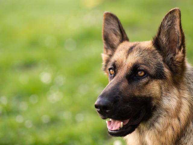 Used for everything from drug detection to sniffing out explosives, the German Shepherd is another breed in the top tier of canine intelligence - understanding a new command after only five repititions and following the command at least 95 per cent of the time.