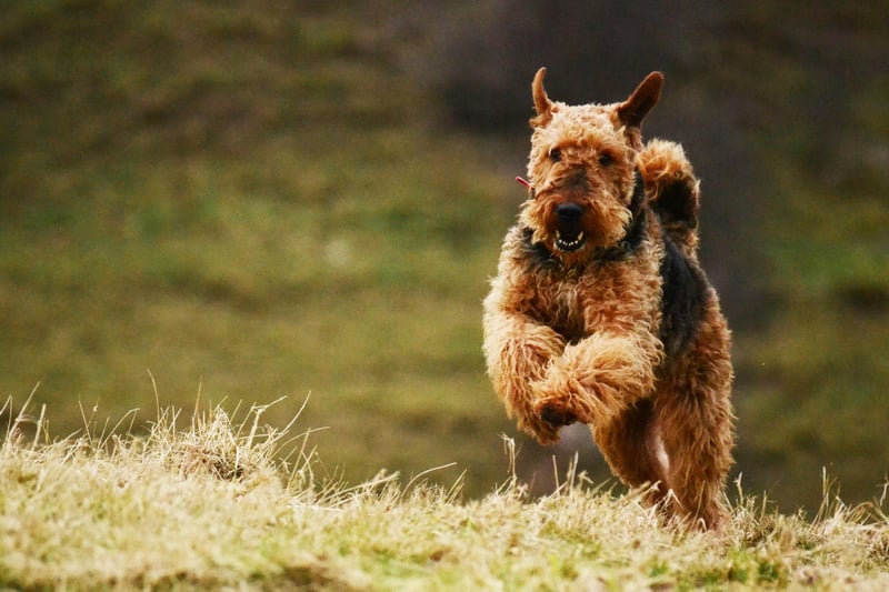 Originally from an area near the RIver Aire, the Airedale Terrier clocked 482 Kennel Club registrations in 2020.