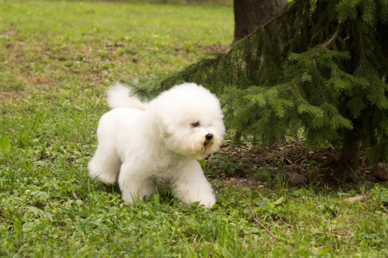 Crate training is particularly effective with the cute Bichon Frise - creating a safe space for your pup that it will want to keep dry and clean.