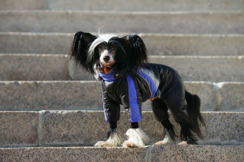 In stark comparison the the Doberman, it would be obvious to most people that the Chinese Crested doesn't get on well with the cold - with only a very small amount of hair, they need to be wrapped up to compensate.