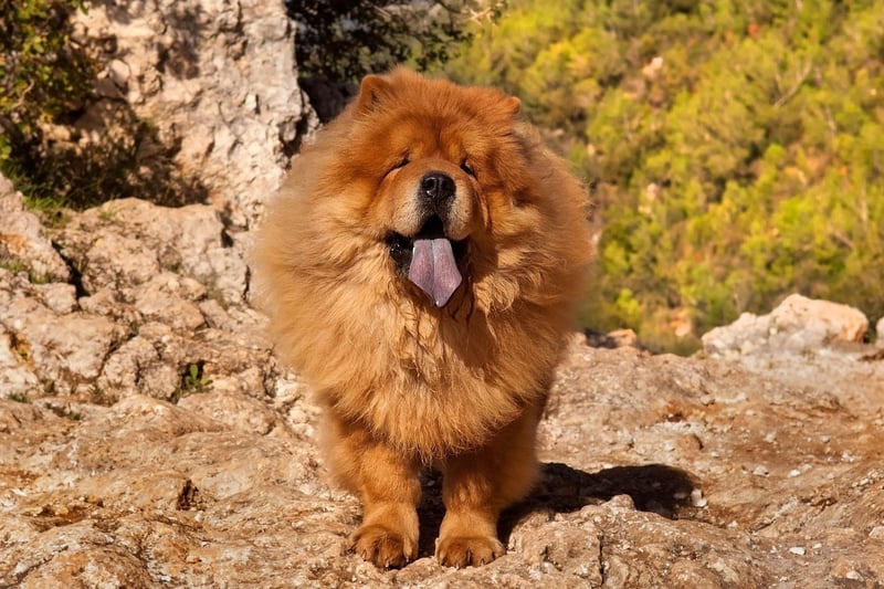 Sigmund Freud had a pet Chow Chow called Jo-Fi Ling who he relied on during therapy sessions to help judge the patient's character and mental state.