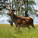 News that the popular animal attraction at Beecraigs Country Park is set to close has been met with much dismay in the local community. (Pic: VisitScotland)