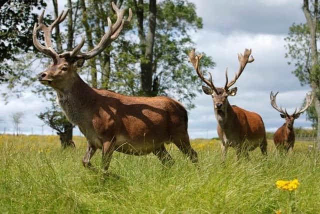 News that the popular animal attraction at Beecraigs Country Park is set to close has been met with much dismay in the local community. (Pic: VisitScotland)