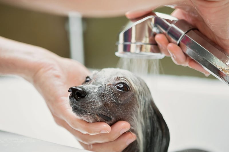 It is important to tenderly wet your dog’s face, but avoid getting water near the nose. The best way to do this is by tilting the head up, and closely monitoring the nose. If too much water enters they are at risk of choking.