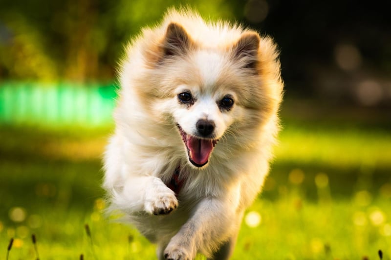 The trick with toilet training the Pomeranian is to assert your dominance early on - letting your pet know who the boss is. If you miss this narrow window of opportunity, well, you only have yourself to blame.