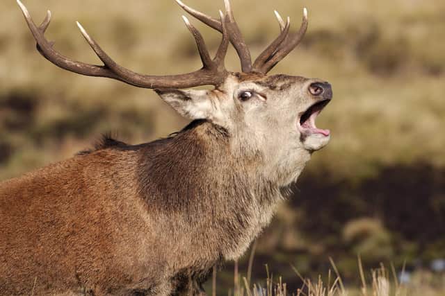 Motorists are being warned to watch out for deer on the roads