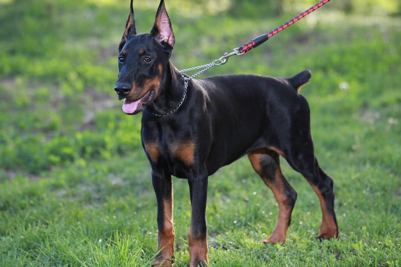 With 1,440 Kennel Club registrations in 2020, the Dobermann, or Doberman Pinscher, is the fourth most popular dog in the Working Group. Another dog of German descent, it is very protective of its human family.