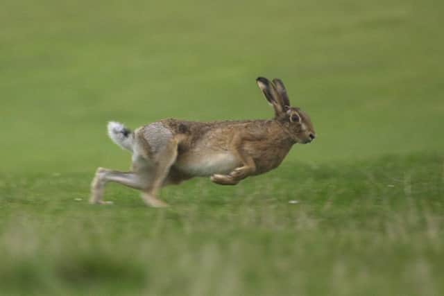 Hare coursing has been illegal in the UK since 2004