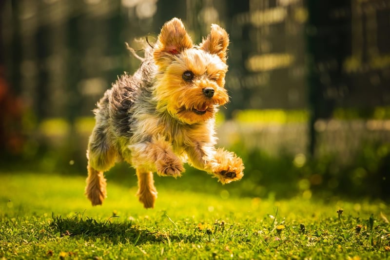 The Yorkshire Terrier is a very popular dog breed that loves to run around, jump up and vocally express their feelings (often repeatedly). They are loving and entertaining pets but do like to make their own fun if nobody else is providing it.