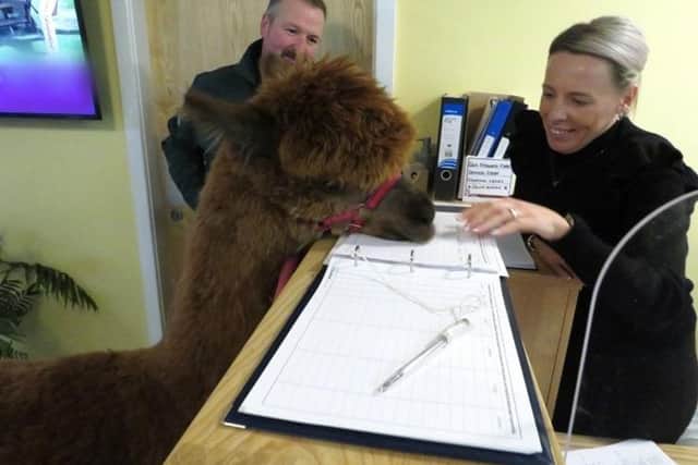 Annie the alpaca was a big hit with staff and residents at William Simpsons Care Home