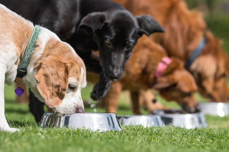 An estimated 40 per cent of dogs in the UK are overweight so one way to have them lose them some pounds and you to gain some, is to weigh their food. To work out how much you should be feeding your dog, look at the body condition system to calculate whether your dog is too thin, too heavy, or ideal. You can then work out the right food portion from there.