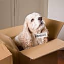 Moving house can be a stressful time for our four-legged friends.