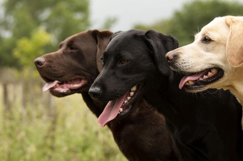 The new top dog is the Labrador Retriever, which has seen its popularity increase by 13 per cent over lockdown. Labradors were originally imported into the UK from Canada.