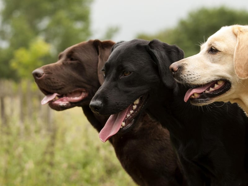 The new top dog is the Labrador Retriever, which has seen its popularity increase by 13 per cent over lockdown. Labradors were originally imported into the UK from Canada.