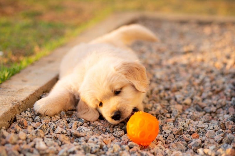 Golden Retrievers are the fourth more obedient dog breed. Combine that with their loveable good nature and you have a great family pet.