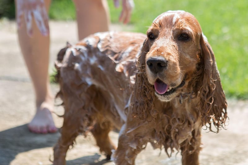 With long droopy ears and an oily coat, the Cocker Spaniel is another pooch that requires plenty of pampering if it isn't to pong.