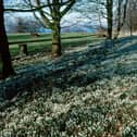 Snowdrop carpet at the House of the Binns at Linlithgow.