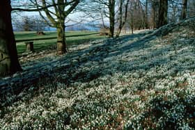 Snowdrop carpet at the House of the Binns at Linlithgow.