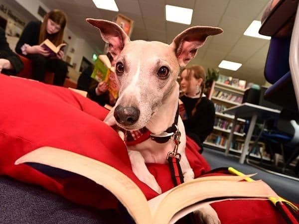 Jamie buries his head in a dog eared novel in the school library(Picture: Submitted)