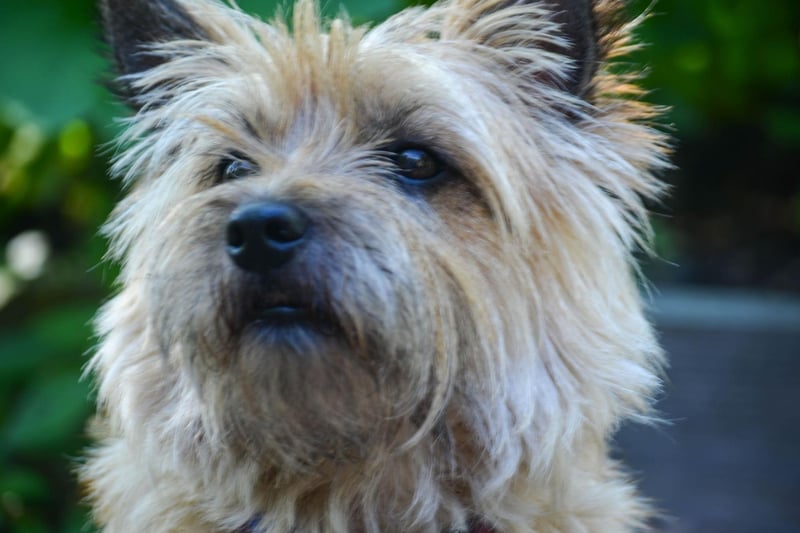 Originating from the Scottish Highlands, the Cairn Terrier is recognised as one of the oldest breeds of working dog. There were 443 Kennel Club registrations for the breed last year.