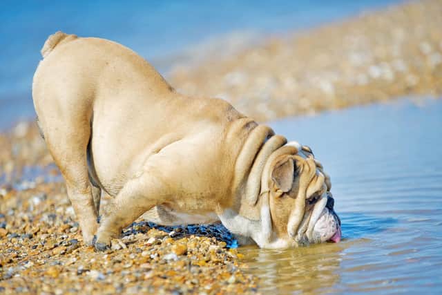 Dogs often drink seawater while swimming, but it's important they don't drink too much.
