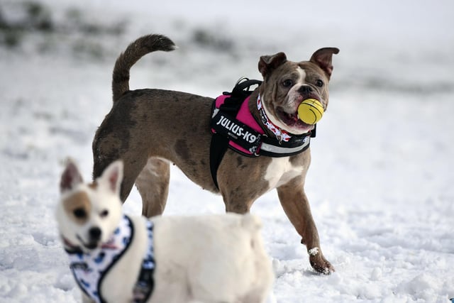 Even dogs had fun in the snow - pictures is Reign, an English Bulldog.